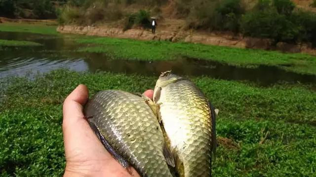 |春季为什么钓草没有鱼，明水却鱼口不断？钓草为何成了空军的诱因