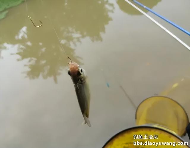 钓鱼王饵料为“媒”,与柳叶鳊异地“牵手”