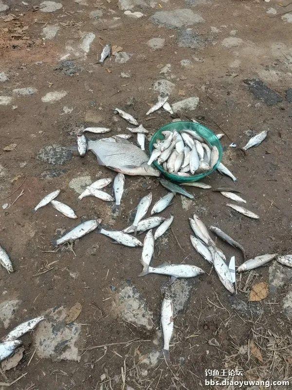 |初五第一钓,青稍连杆上