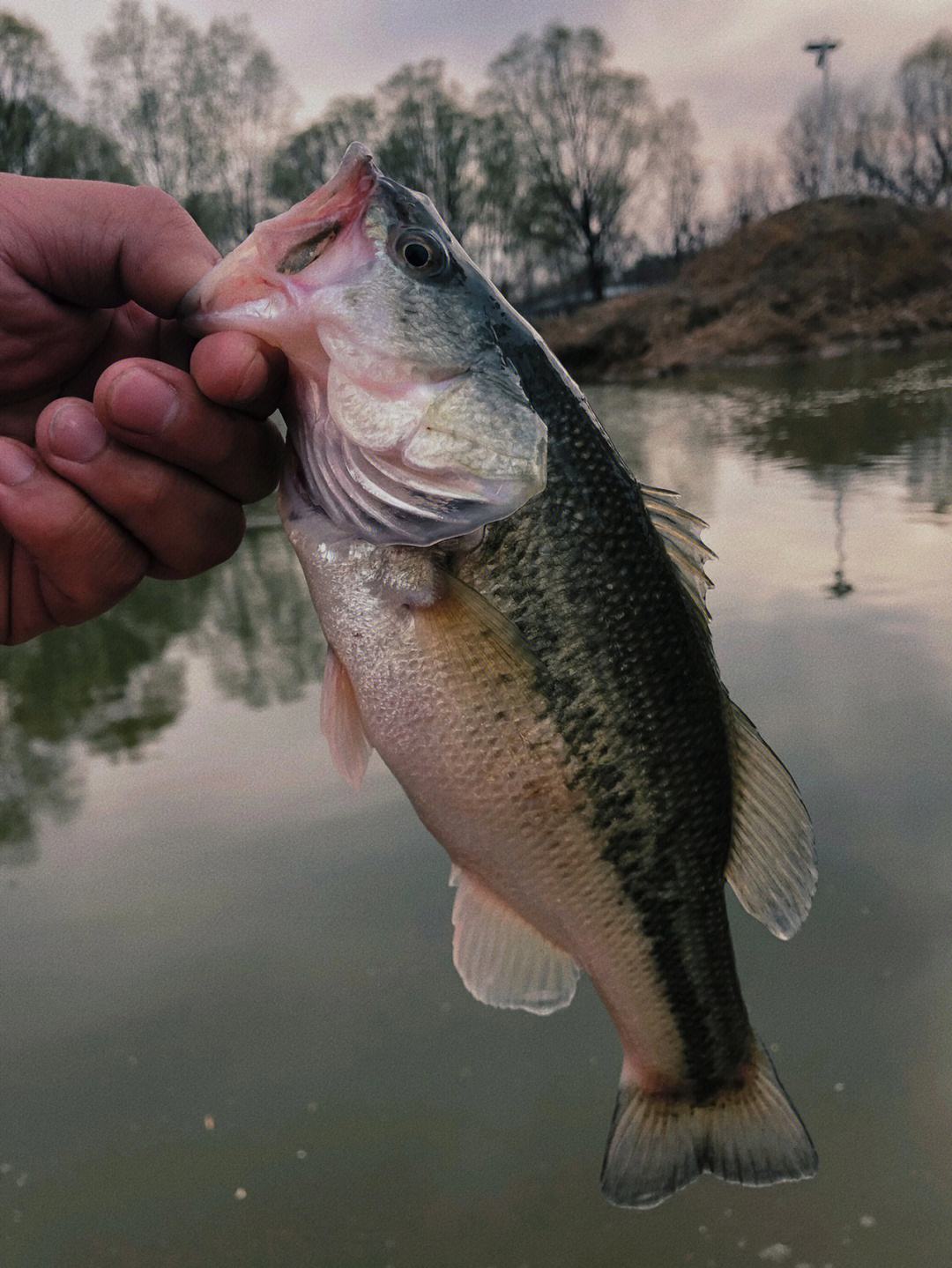 鲈鱼|哪种鱼适合初冬吃?内行人选这4种,肉嫩味美营养多,价钱低又好吃