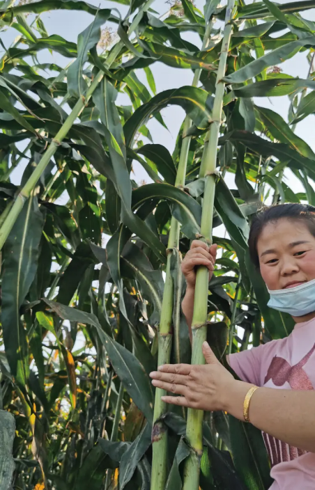 水果|越来越少见的4种水果，在80年代很受欢迎，如今你能买到几种?