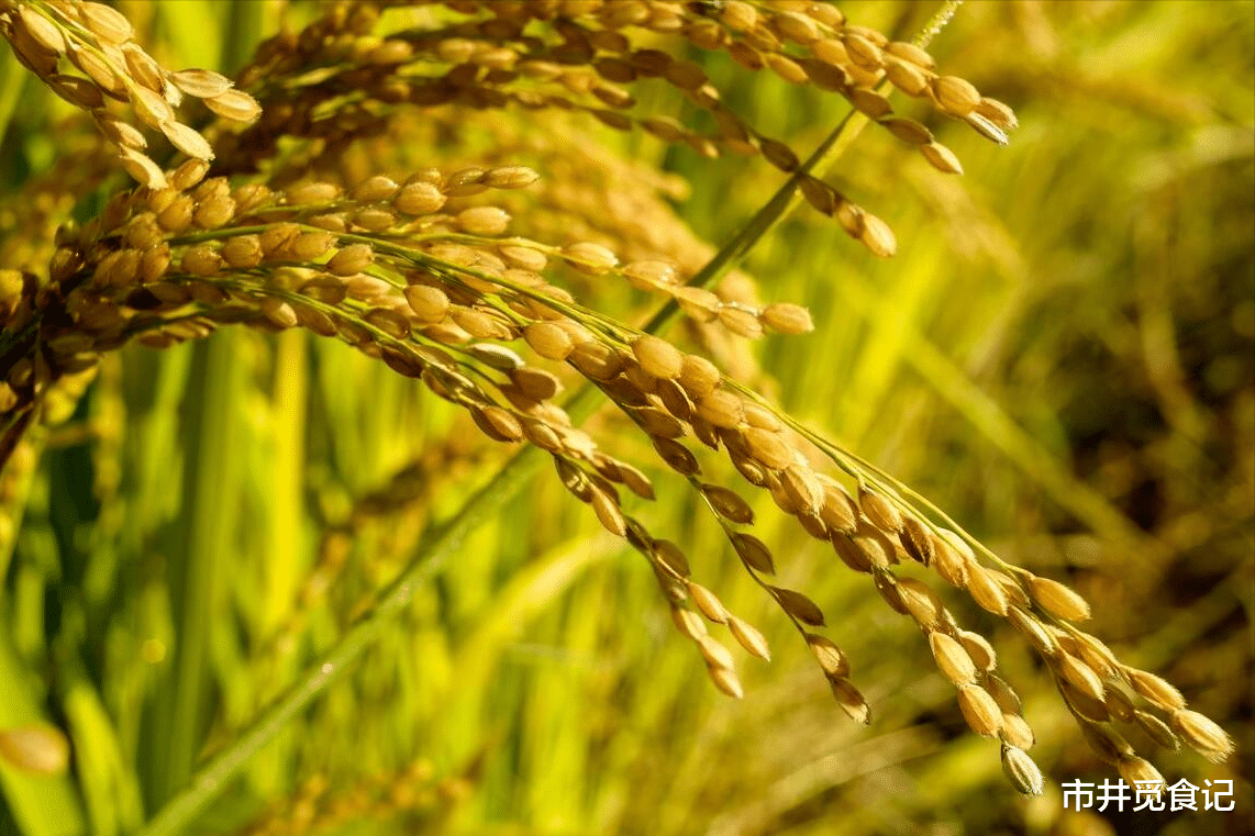 面条|中国优质大米口感天梯图，从北到南15种，品质和味道都没得挑剔