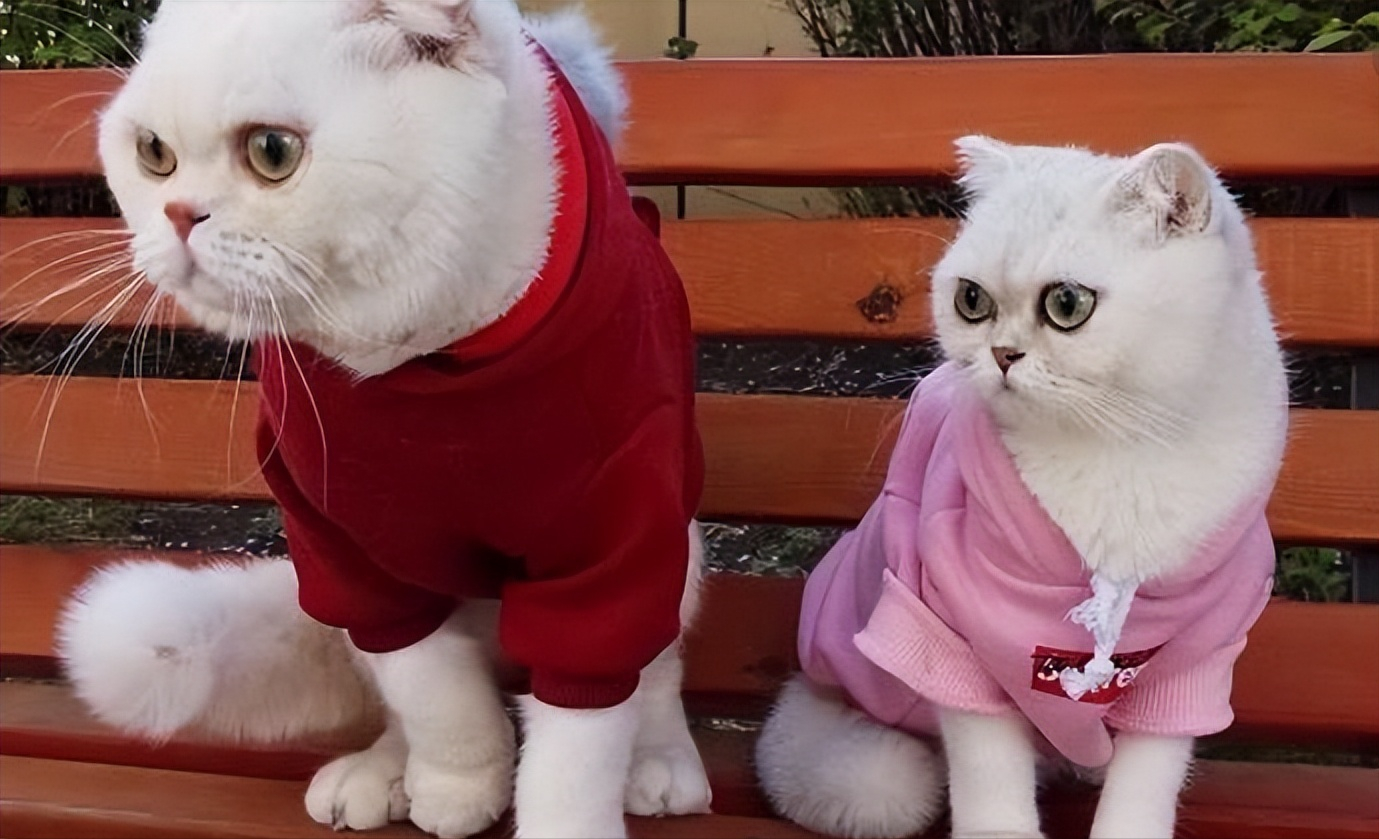 李子柒|突然停更的6位大网红,她停更后还能月入79万,你知道他们都是谁吗?