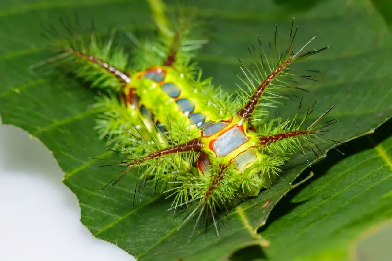 盘点儿时玩过的10种生物,愿你出走半生,归来仍是少