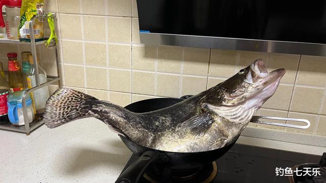 长江|长江禁渔后鱼类“膨胀”了?湖南男子钓获巨型鳜鱼,体长70公分