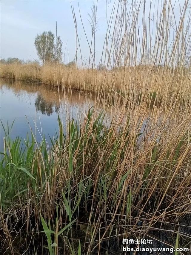 |今晚吃鱼,一不留神就爆护