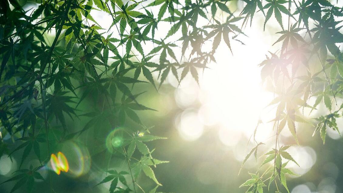 美食教程|2023入伏时间表来了！这个三伏天不一般！