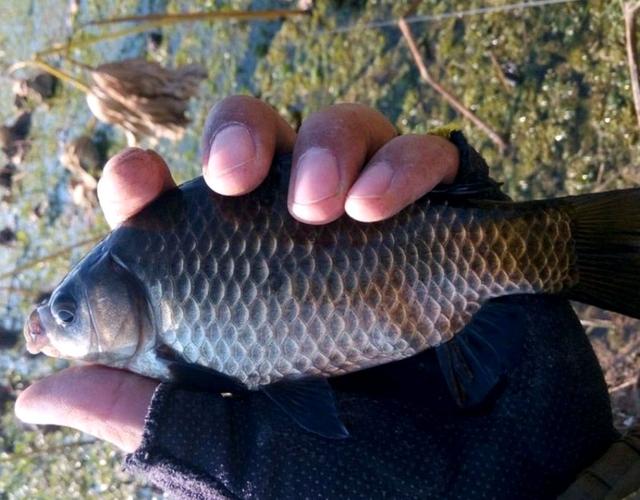 |春天不常用的戳钓,却是野钓鲫鱼“杀手锏”,大板鲫接连被钓起