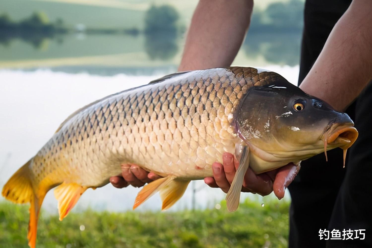 |腥饵和素饵哪个钓鱼效果好？腥饵和素饵的选择要领