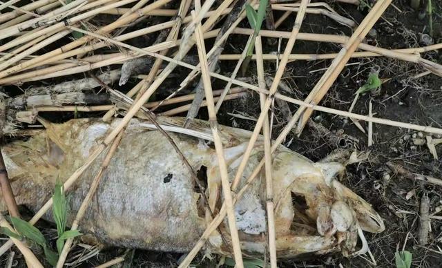 钓鱼|太湖边常有死鱼出现,钓鱼人:夜里有人电鱼,民间盗捕为何难禁绝