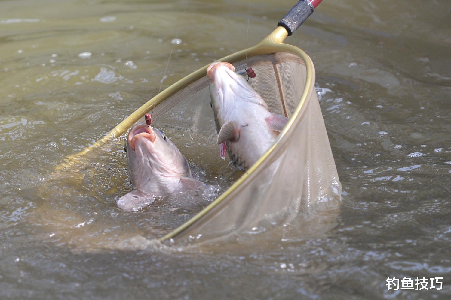 鲤鱼|如何钓鲤鱼黑坑的疗养鱼?疗养鱼的4个典型特征