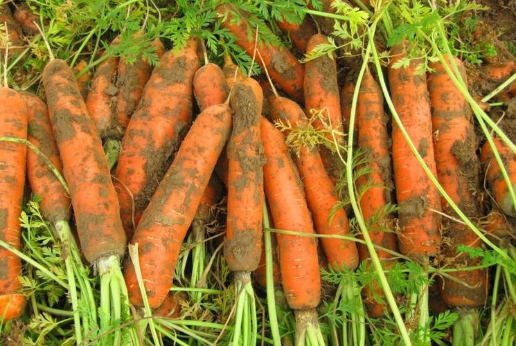 營養(yǎng)膳食|越吃越年輕的5種食材，一周吃三次，皮膚好氣色佳，精神足顯年輕