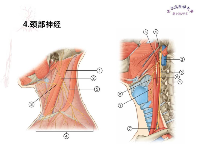 夫妻之间，为了伴侣的健康，尽量别亲吻这3个部位，早知道早好
