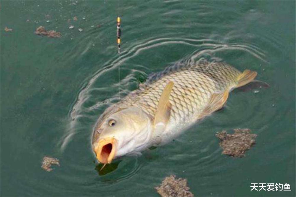 鲤鱼|春天野钓鲤鱼，3个自制饵料添加剂，让大鲤鱼咬钩更疯狂