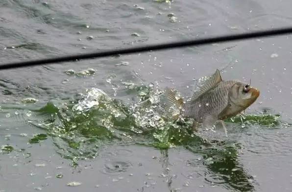 早春野钓鲫鱼,与以往有哪些不同?钓友们重点注意这几点