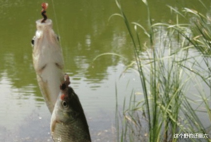 饵料|春季针对鱼口轻，“治标不治本”难有起色！谨记：诱鱼大于调整！
