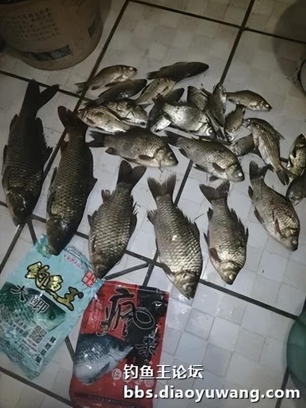 五龙河畔钓休闲,鲫鲤鲢鳙出水面