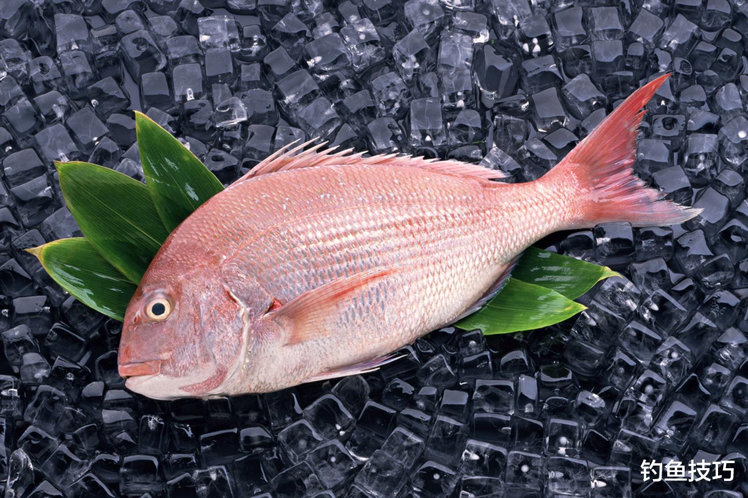 海钓|钓海鱼还能用红虫?用红虫做海钓鱼饵的方法