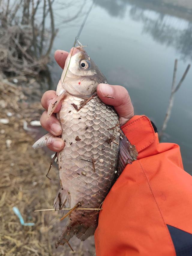 夜钓|惊喜来太突然，大鲤鱼突破个人野钓记录
