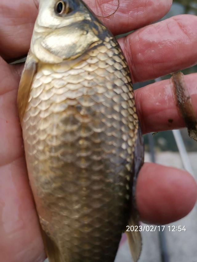 饵料|【钓鱼之家虾粉】放开70天第一钓，虾粉助我过足了瘾！