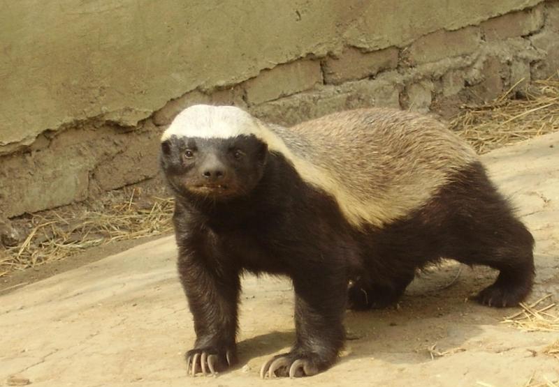 吃毒蛇就像辣条的平头哥,真的百毒不侵吗?还是人们高估了它?