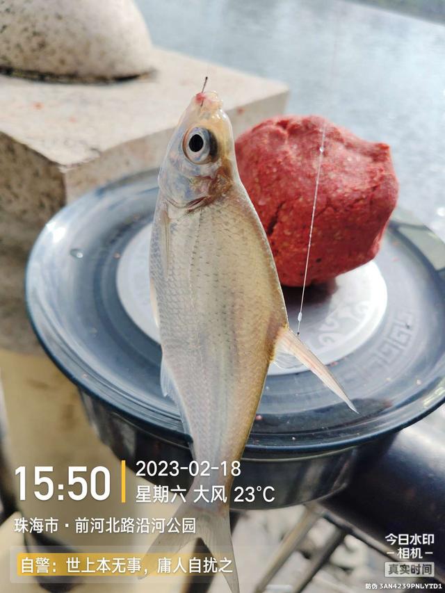 鳊鱼|今天是个好日子,用小钩鱼儿多多上,换大钩连竿大麦鲮
