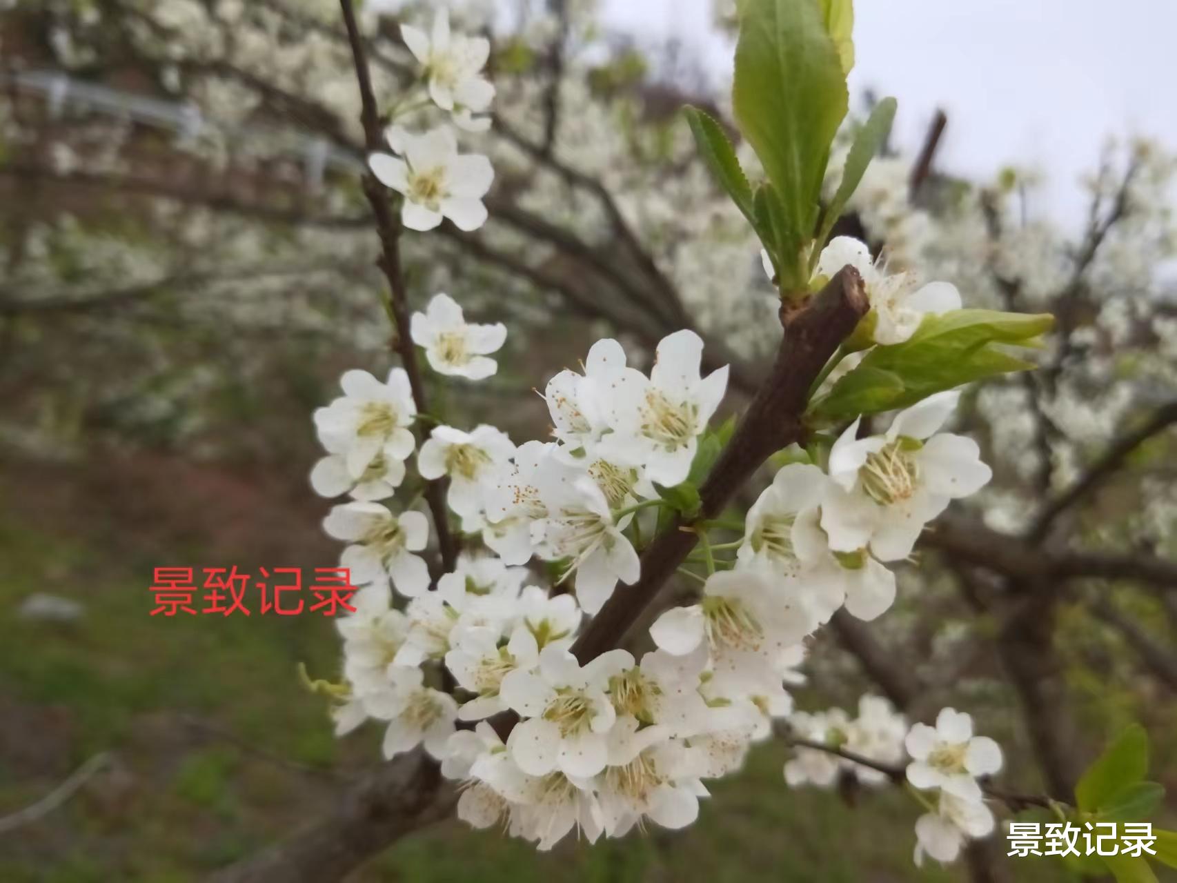 徐霞客|景致记录：徐霞客弃游北岩，到刘弘勋官署中饮酒，商讨南丹州路径