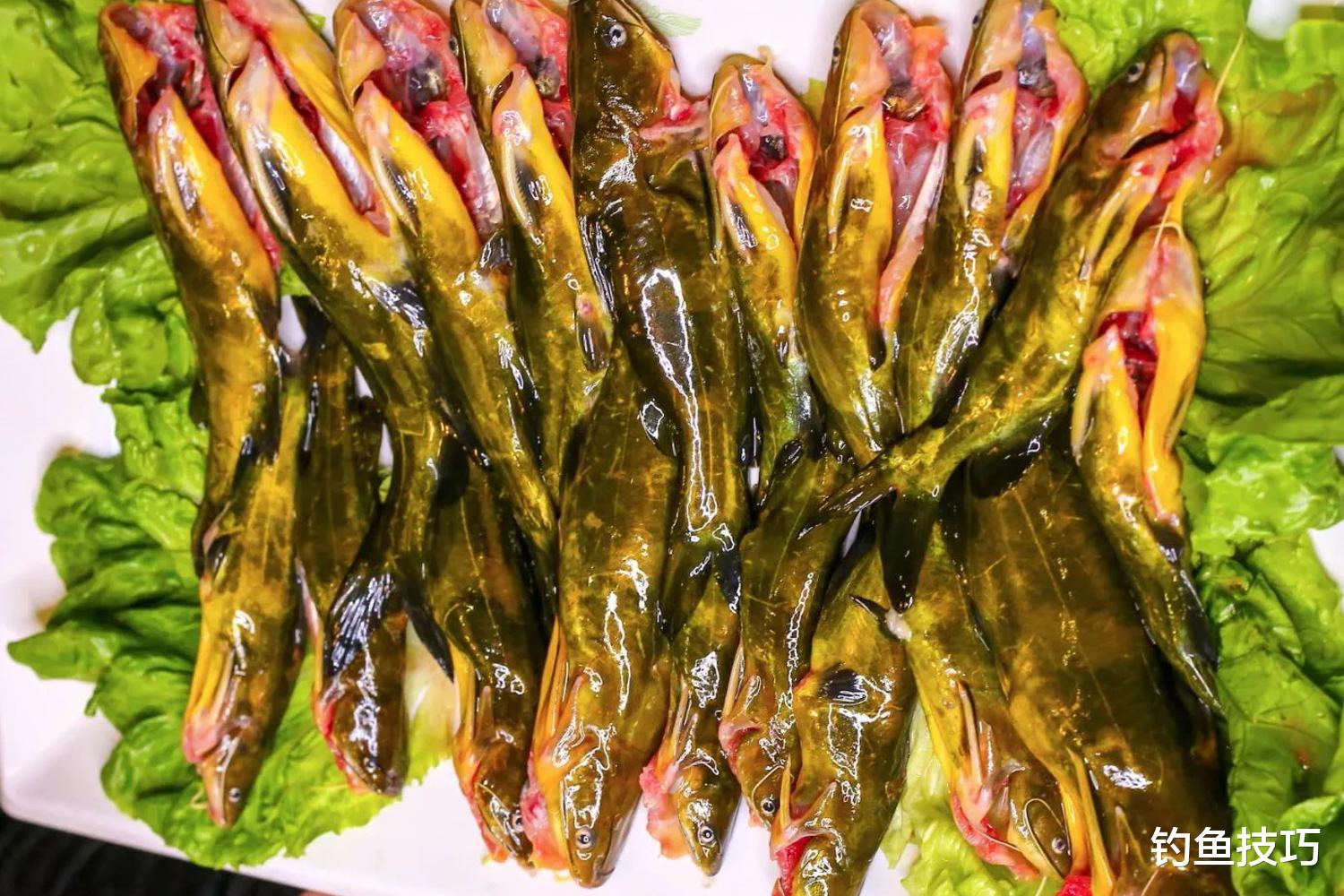 钓黄辣丁用什么鱼饵?钓黄辣丁的窝料和钓饵