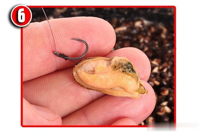 女孩|《话说欧鲤钓》诱饵篇 动物饵及成品饵节暨欧鲤钓创意实践赛规则