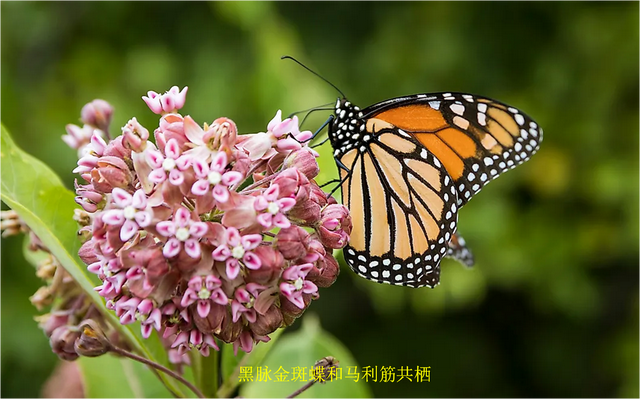 什么是生物共栖关系?看自然界中生物共栖的10个例子