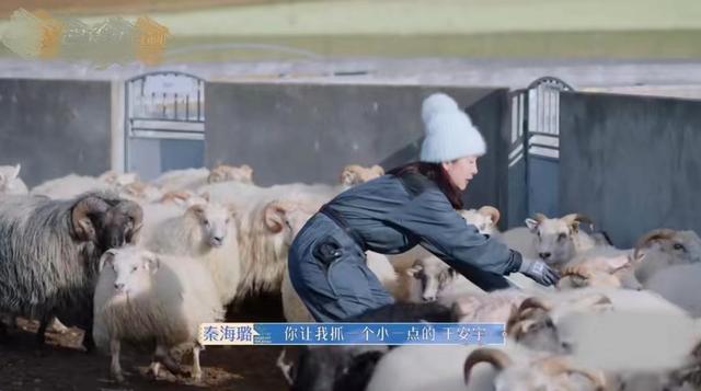 迪丽热巴|花儿与少年大战冰岛羊,迪丽热巴展现儿时绝技,秦海璐求救王安宇