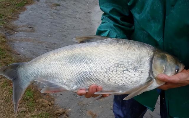 鲢鳙|老钓友解答：鲢鳙怎么钓才能上鱼？为什么总是出现锚鱼的情况？