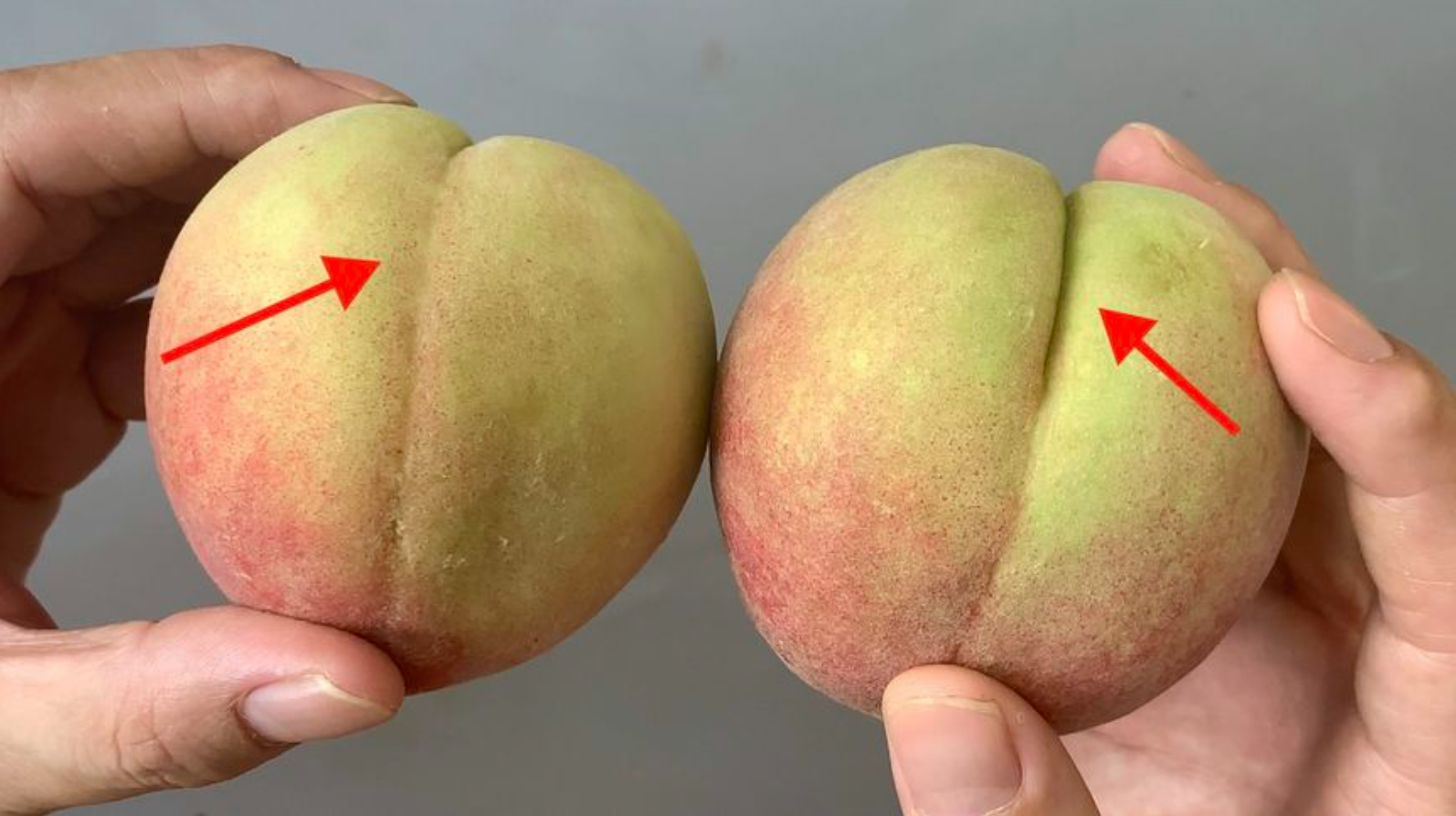 面粉|桃子甜不甜,挑选桃子只要瞧一眼这,一挑一个准,保证香甜又多汁