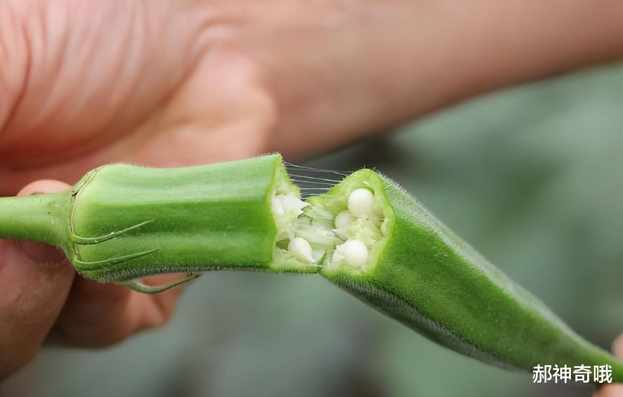 洋葱|中国“最难吃”的6种蔬菜，吃过一半是牛人，全吃过是大神