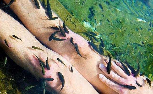 恐怖的温泉鱼疗:吃脚皮、治脚气全是假象,整条鱼进去只剩骨架