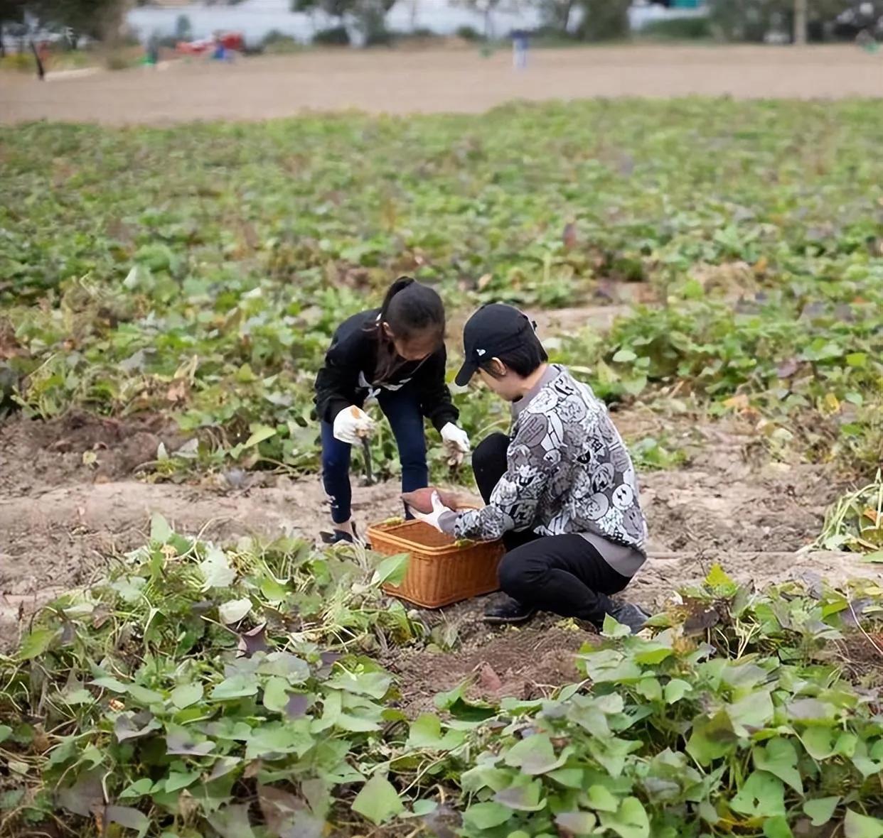 孙俪|明哲保身,曝光率下降的孙俪,已走上了另一条大道
