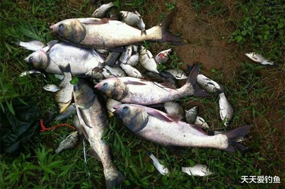 野钓大体型鲢鳙，加点这些自制“小药”，助你狂拉到手酸