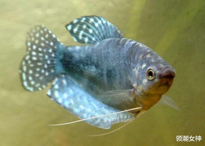 |爱吃鱼的注意了,这4点要记牢,为了家人的健康,现在了解还不算晚