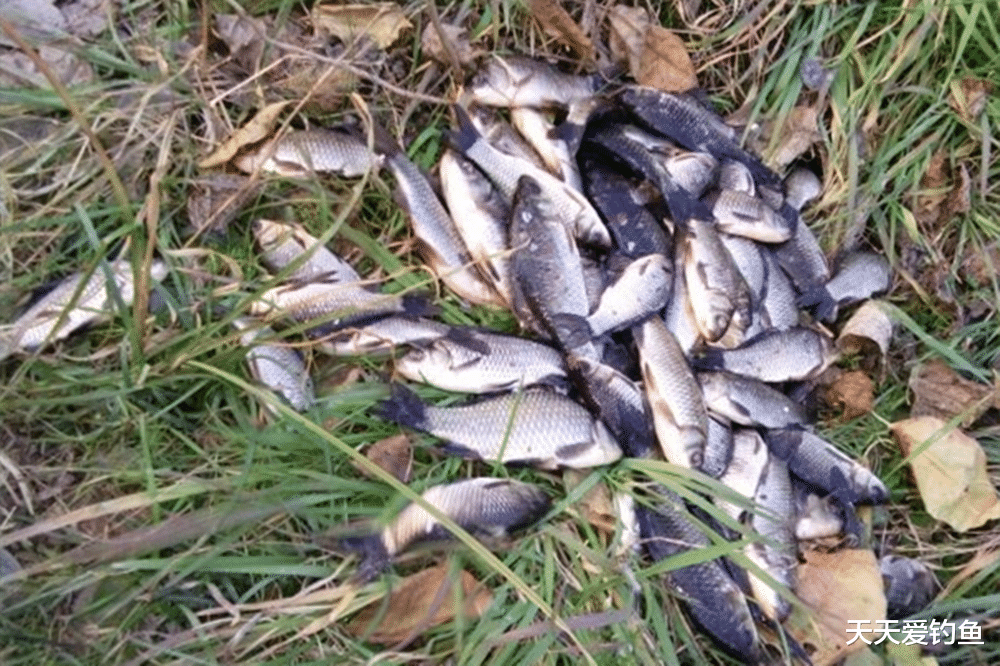 |夏季钓鲫鱼,掌握3个“必杀”技巧,狂拉大板鲫