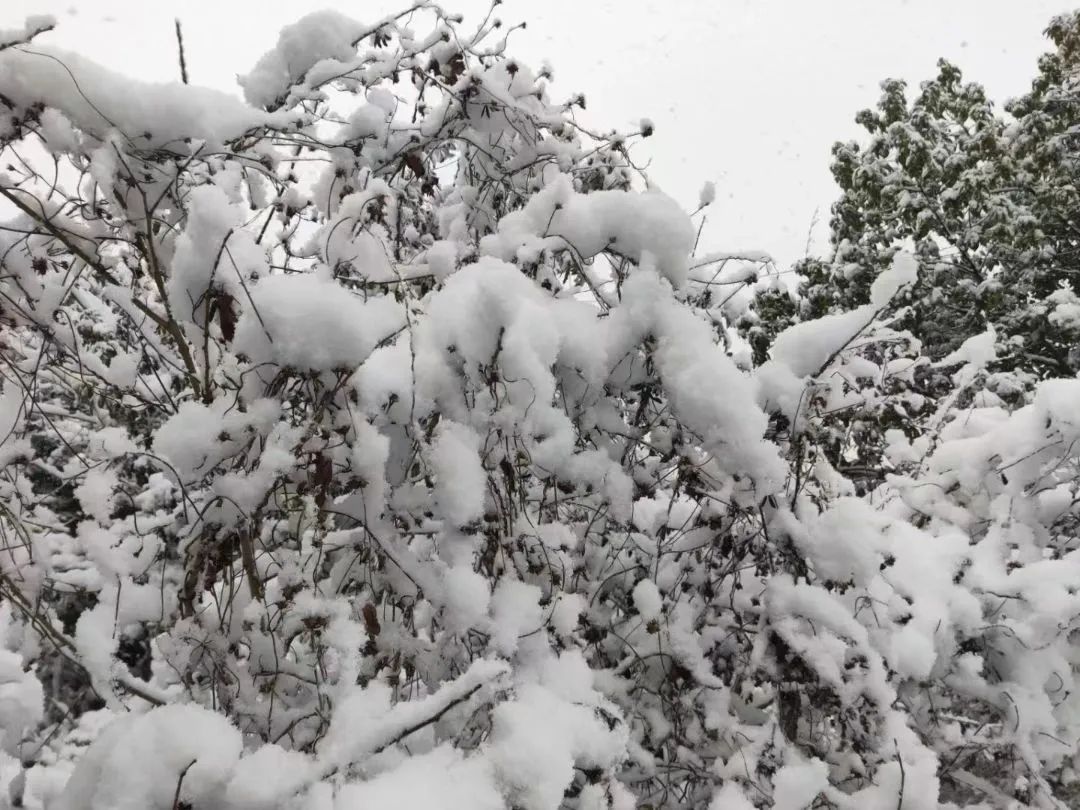 |2024年第一场雪，来了！