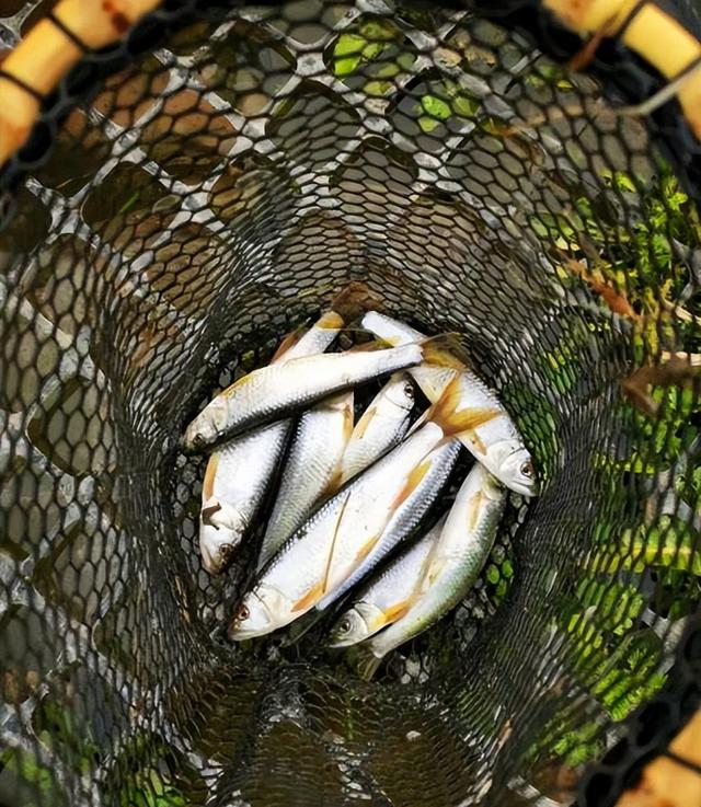 水库|半斤重！陕西钓友水库钓获巨型马口，网友希望钓鱼人放生