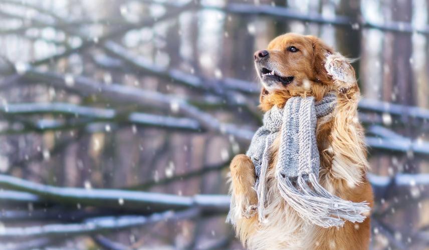 香港|猫巫先生十二星座周运2023年2.6-2.12：走出迎合，做自己