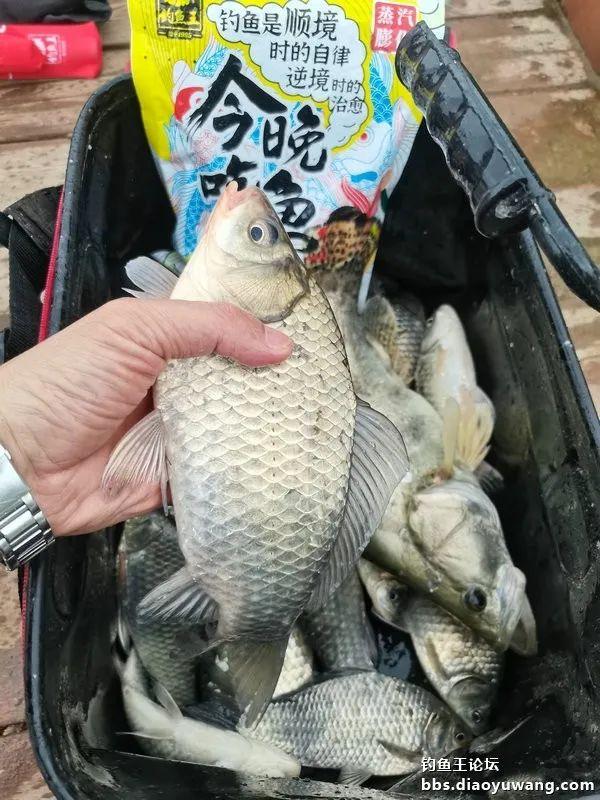 魁拔|再试魁拔极，意外擒鳜鱼