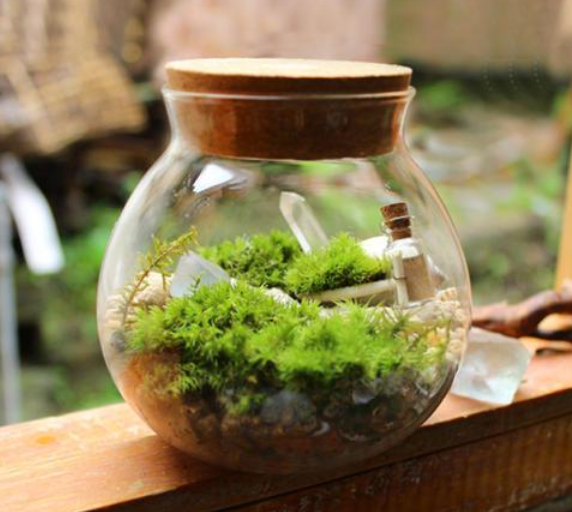 办公室绿植推荐:这几样好看又好养,还是“天然空气净化器”