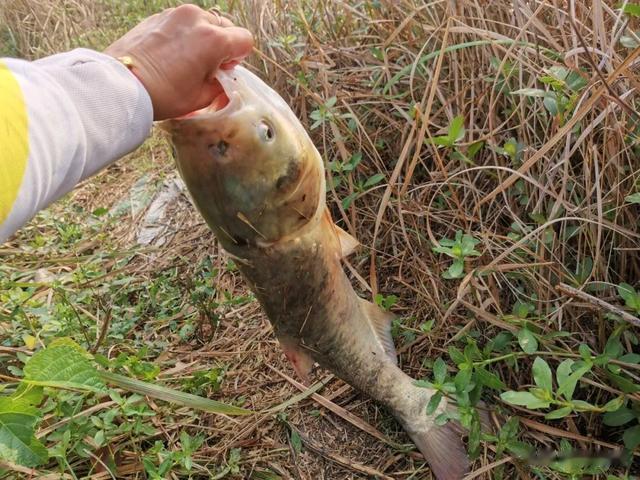 浮漂|“腥饵诱鱼快，香饵钓得大”，夏季野钓，该用什么香？