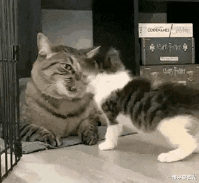 卡路里 “大半夜路过垃圾站看到的，这谁顶得住啊？”到底是谁干的！