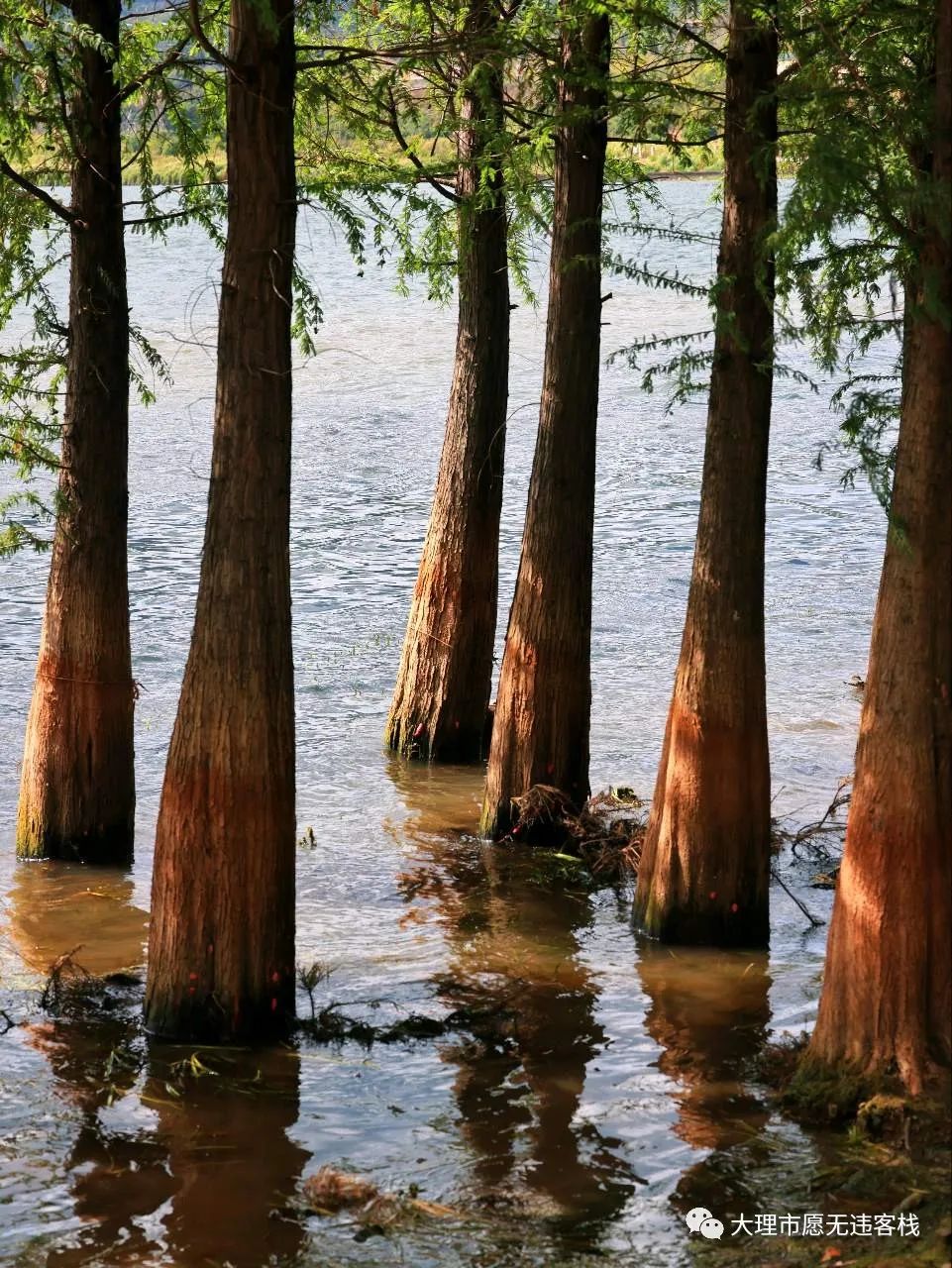 柳树|畅游阳宗海：柳树湾水杉，小众好地方！
