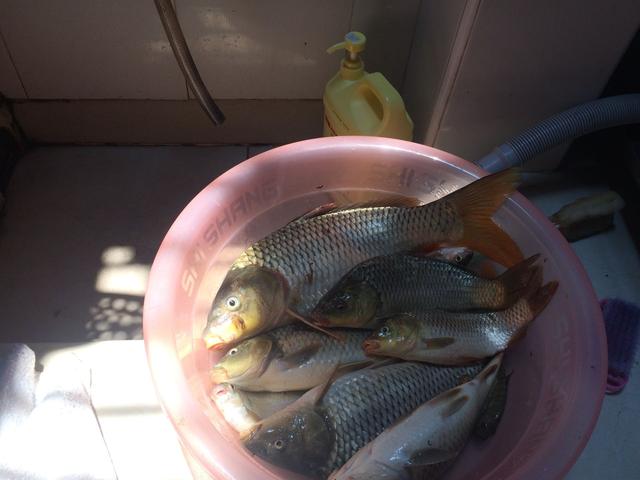 鲤鱼|野钓鲤鱼用哪种鱼钩?大小、钩型详细讲解,新手用对很重要