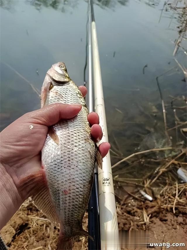 饵料|白刺出击完美爆护