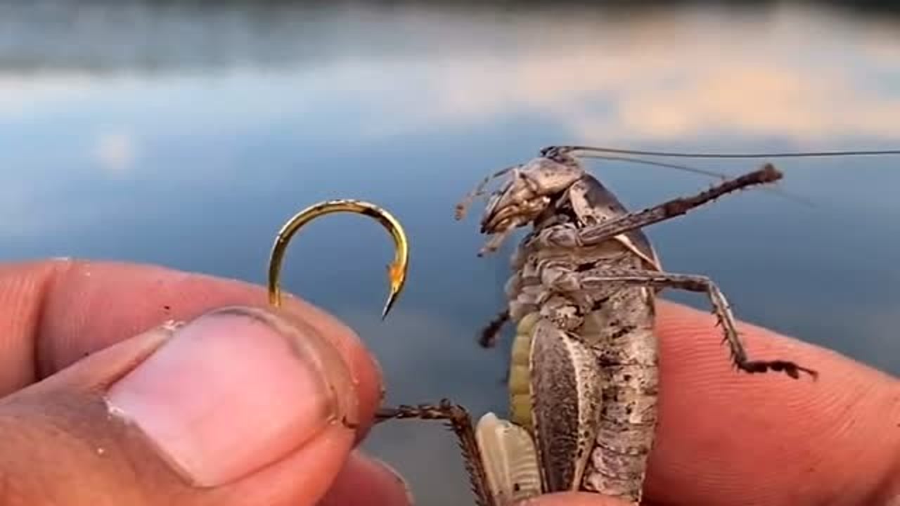 鲫鱼|钓鱼常用的虫饵有哪些?适钓哪些鱼种以及垂钓效果如何?